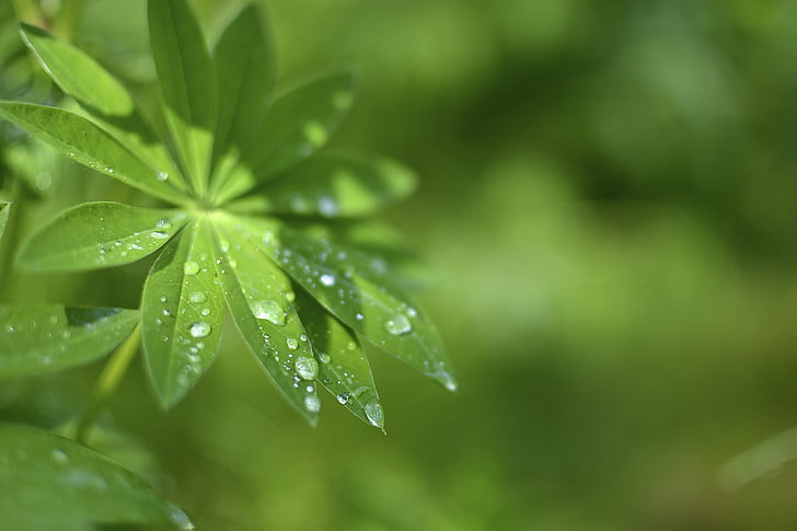 leaf, drop, moist, green, plant, dew drop, a drop of water