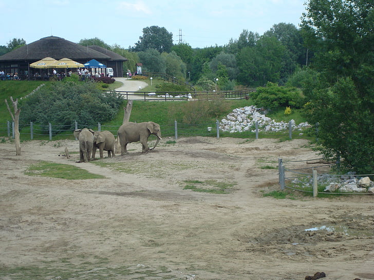 jardim zoológico, elefantes, Poznan, viagem, para as crianças, animal, mamífero