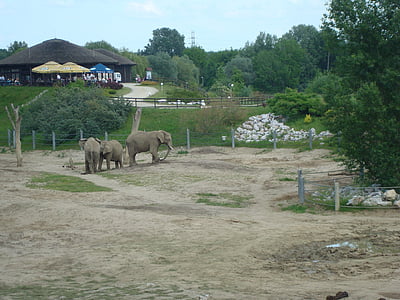 Зоопарк, слоны, Познань, Путешествие, для детей, животное, млекопитающее
