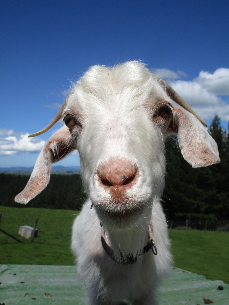 goat, stare, horns, kid, white, sky, nature