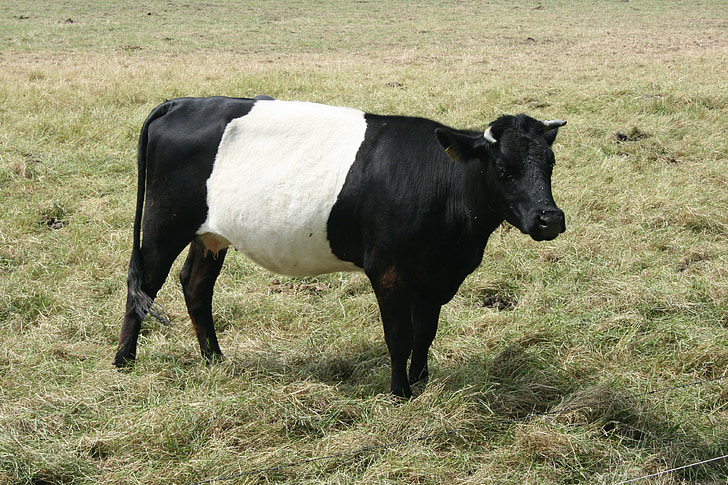 cow, lakenvelder, animal husbandry