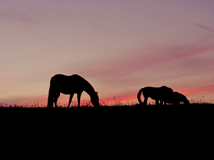 paarden, zonsondergang, roze, hemel, silhouetten, schemering, sfeer