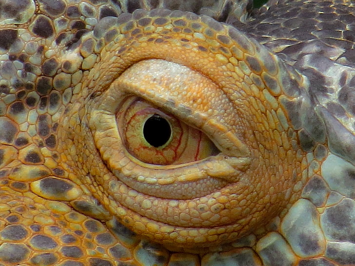 eye, iguana, close, reptile, dragon, lizard, animal