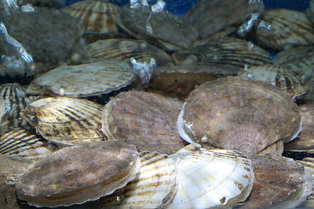 Морские гребешки, моллюск, морепродукты