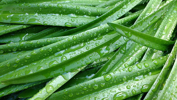 grass, plants, leaves, drops, drops of water, green, nature