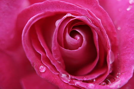 rosa, steg, makro, blomst, rosa roser, hage, Lukk
