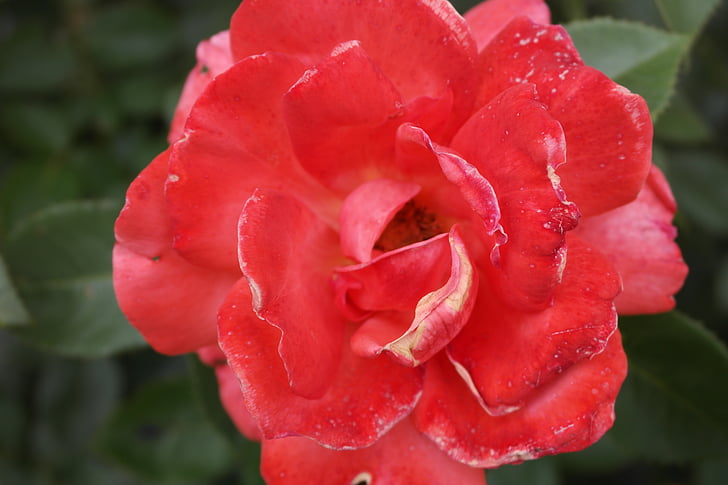 Rose, rdečo vrtnico, barva, cvet, ljubezen, amorousness