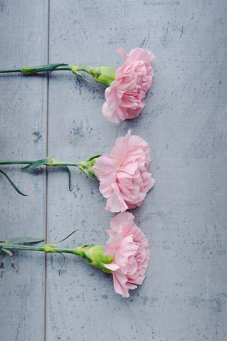nelgi, lill, roosa, roosad lilled, lilled, schnittblume, kolm
