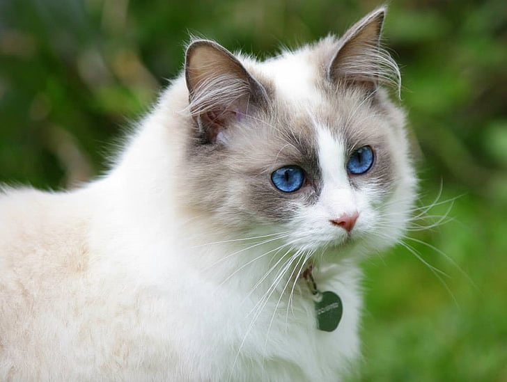 ładny kot, niebieskie oczy, Ragdoll, Puszyste, czystej krwi, Kot domowy, zwierzęta