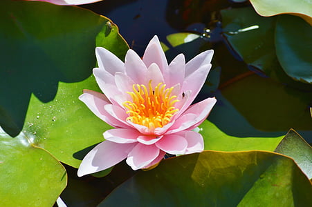 Giglio di acqua, rosa, fiore, acqua rosa, Nuphar lutea, pianta dello stagno, Lago rosengewächs