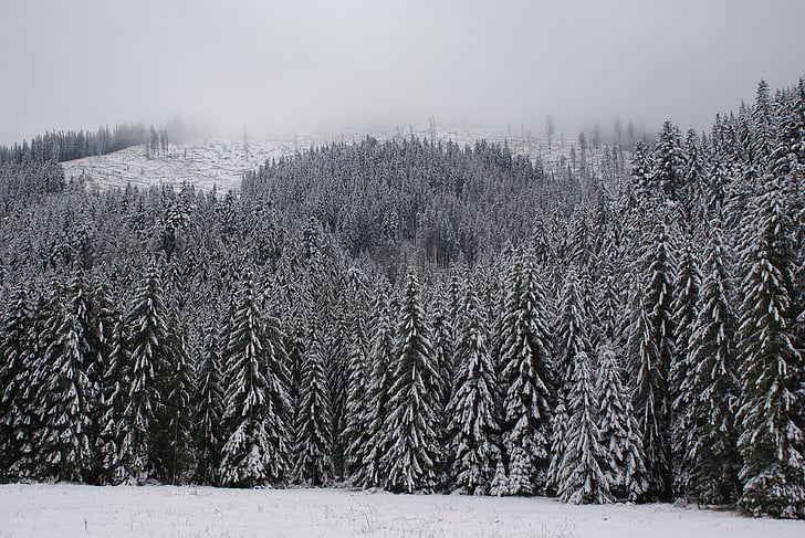 téli, fehér, erdő, hó