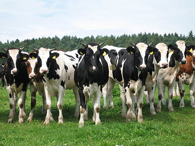 tehén, állat, marhahús, szarvasmarha, kérődző, tehén tej
