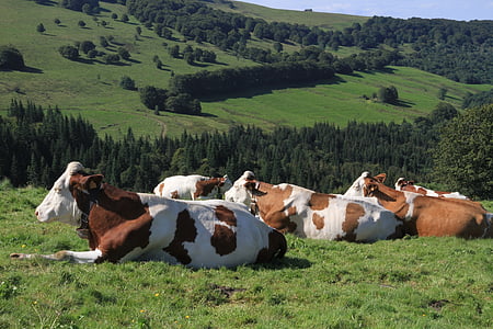 koeien, boerderij, landbouw, vee, platteland, platteland, kudde