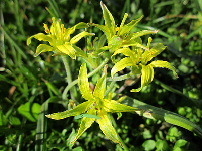 Gagea villosa, star poilue de betlehem, plus bas, flore, botanique, espèces, Blooming