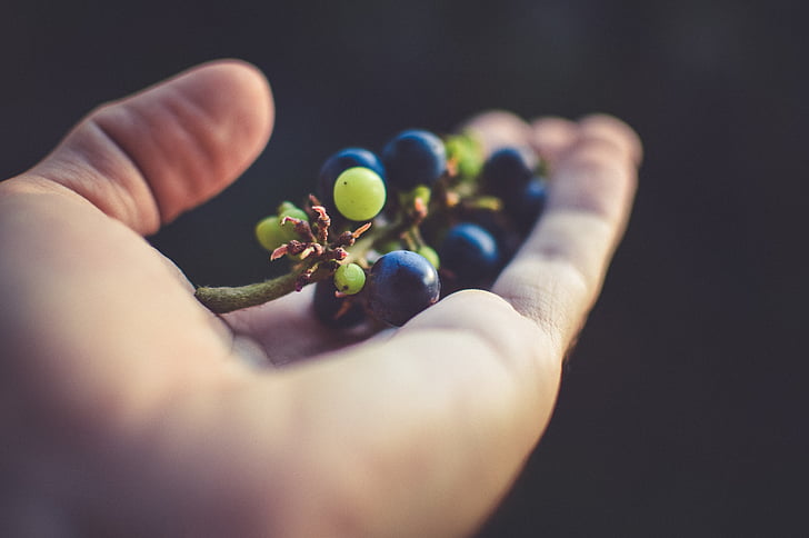 hand, leaf, fruits, grapes, foliage, blurred, macro