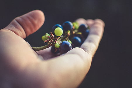 ръка, листа, плодове, грозде, зеленина, замъглено, макрос