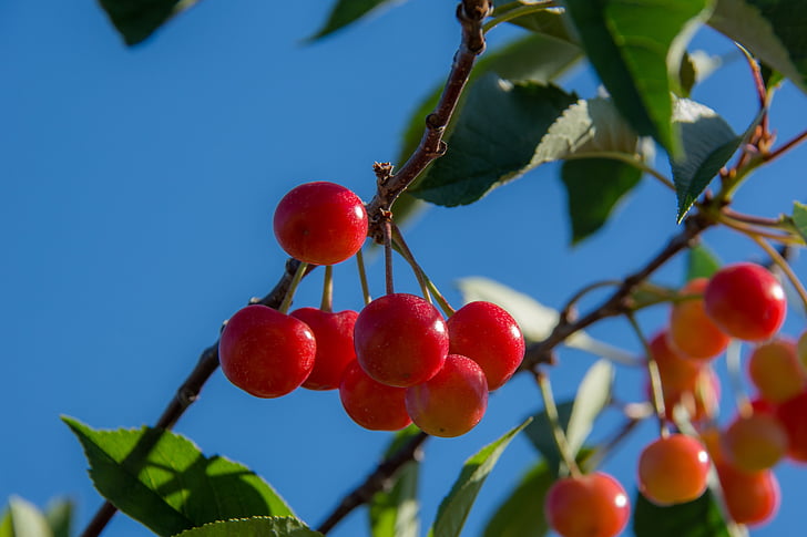 cherries, branch, cherry, red, agriculture, foliage, tree
