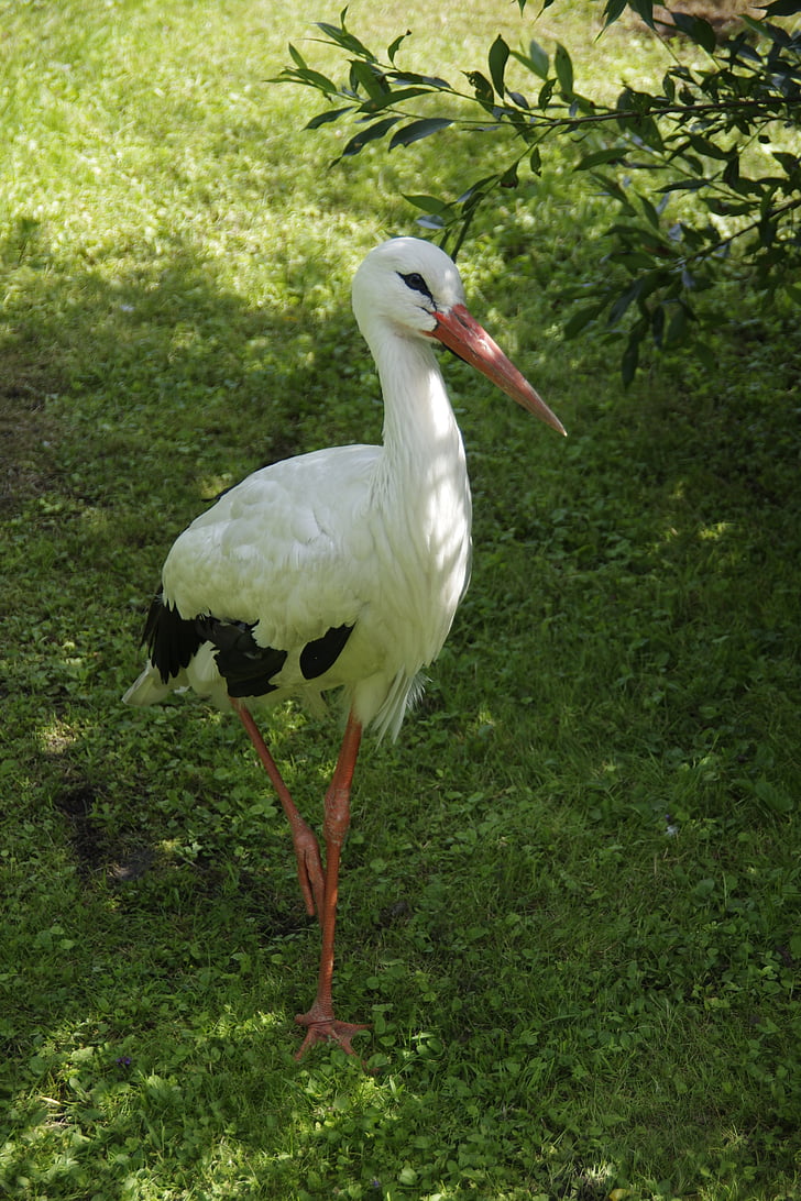 hvit stork, fuglen, Ciconia ciconia, Tallinn zoologiske, Estland