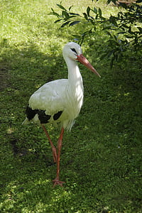 Čáp bílý, pták, Ciconia ciconia, tallinnské zoo, Estonsko