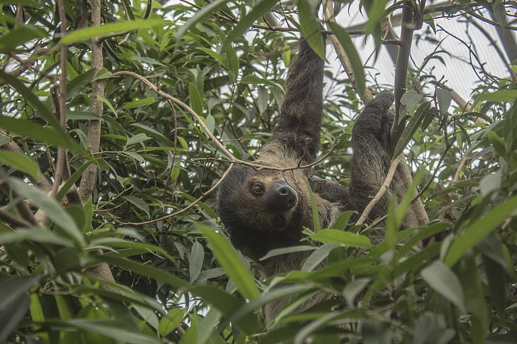 sloth, chilling, zoo, green, trees, animal, mammal