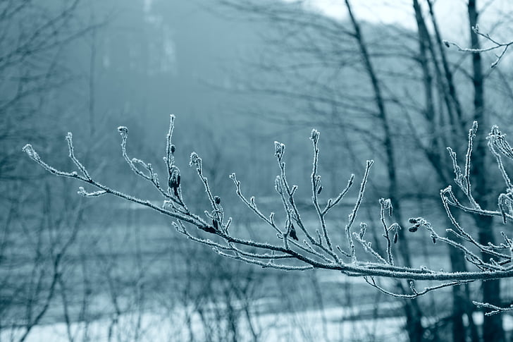 Frost, kalde, Vinter, frosset, hoarfrost, gren, høst