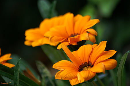 flores, naturaleza, naranja, pétalos de, jardín, verano, flor de naranja