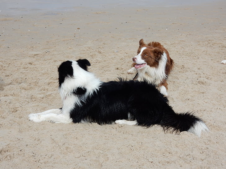 honden, strand, Bordercollie, stamboom, Canine, Gelukkig, zand