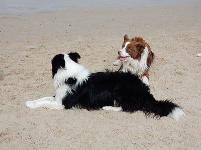 gossos, platja, frontera collie, arbre genealògic, canina, feliç, sorra