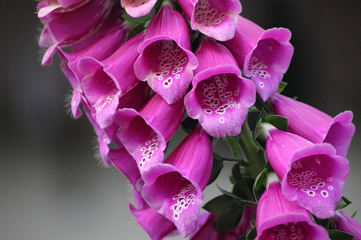 thimble, digitalis purpurea, flower, blossom, bloom, pink, color
