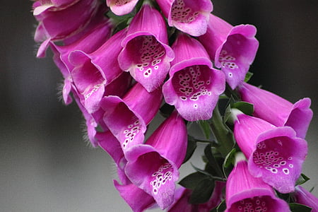 thimble, digitalis purpurea, flower, blossom, bloom, pink, color