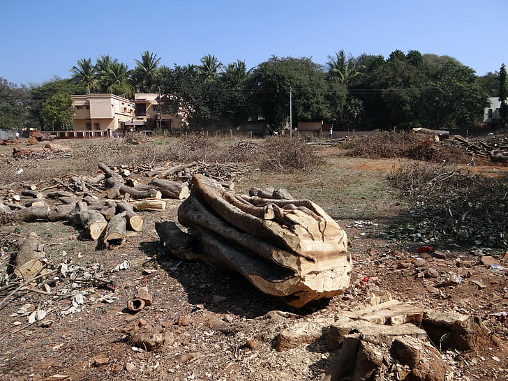 Fällda träd, trunk, Logga in, vedbacken, Dharwad, Indien, förstörelse
