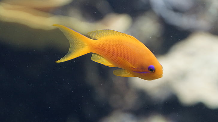 fish, orange, purple, aquarium, small, underwater