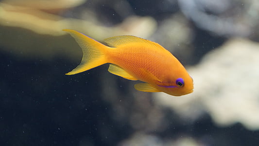 peixe, laranja, roxo, aquário, pequeno, debaixo d'água