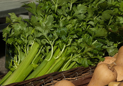 vegetables, celery, turnips, green, food and drink, vegetable, green color