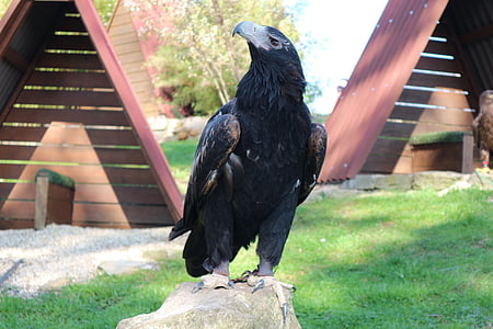 Adler, Vulturii de aşteptare în detmold, pasăre, pasăre de pradă