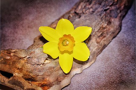 narcissus, flower, blossom, bloom, yellow, wood piece, yellow flower