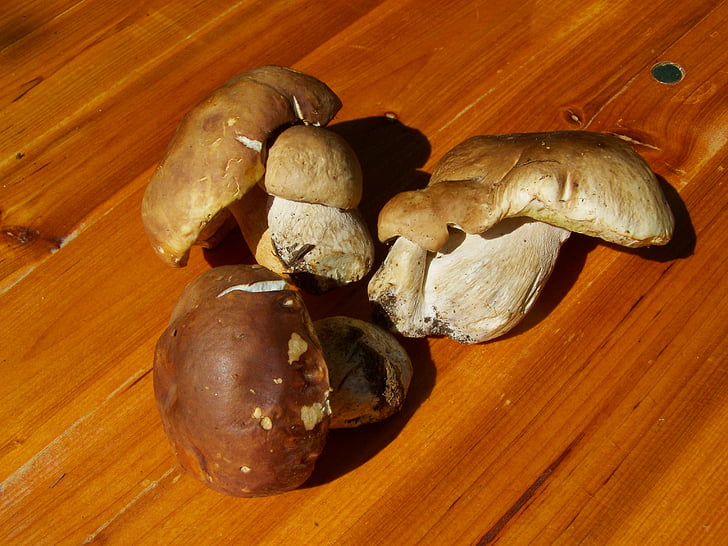champignon, brun, spiselige