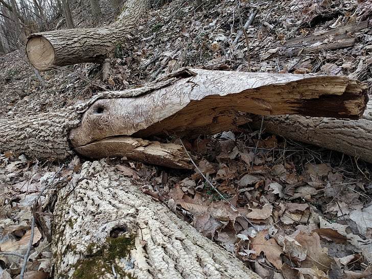 registro, madera, árboles caídos, cocodrilo, piel de cocodrilo, imaginación, naturaleza