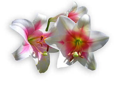 lilies, white, blossom, bloom, lily, spring, flower
