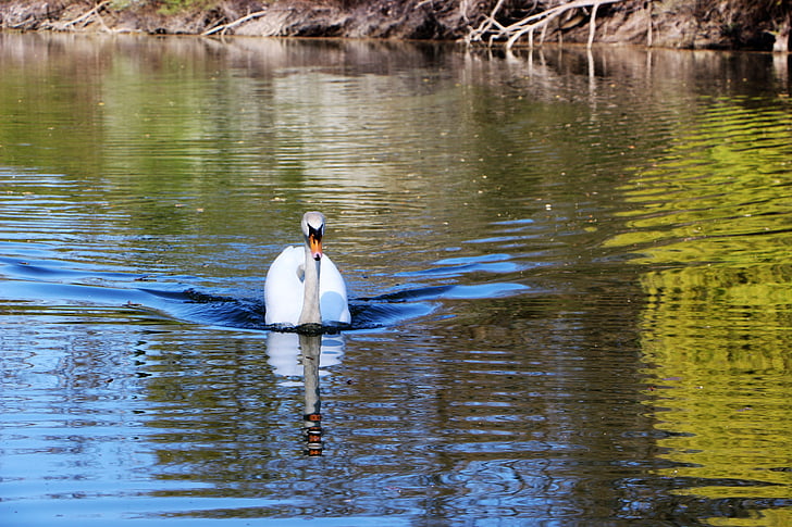 Swan, Old Rin, Rin, Râul Rin, animale, mute swan, natura