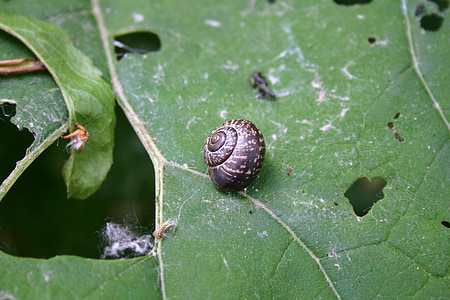 snail, nature, snail shell, close, rest, fauna