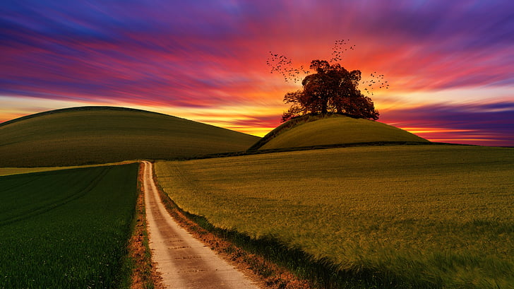 green, field, crops, agriculture, farm, landscape, nature