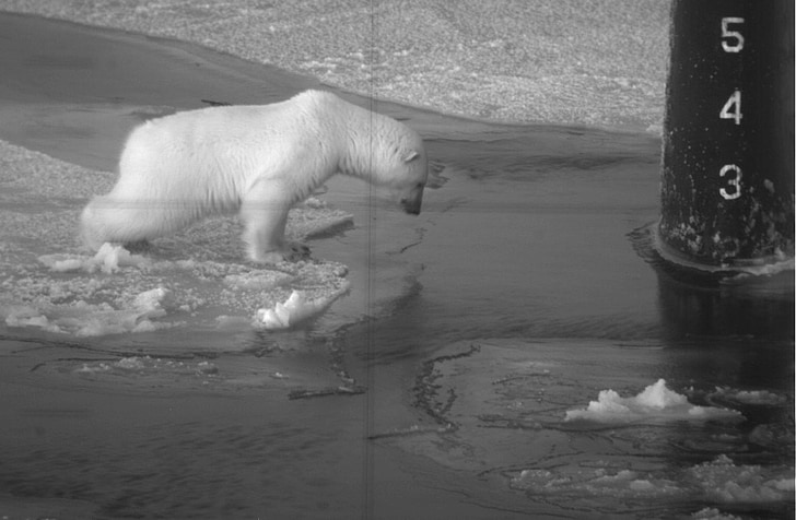 polar bear on submarine, periscope, arctic, wildlife, military, vessel, nature