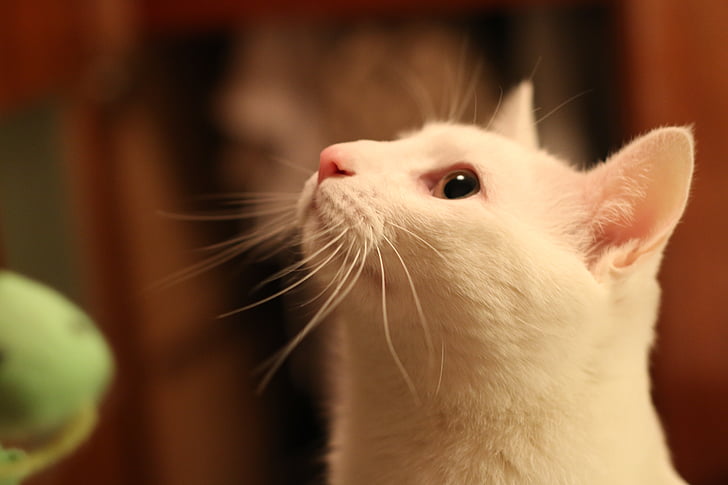 katytė, žiūrėti, žiūrėk, balta, mielas