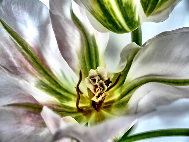 Tulip, blanc, fermer, gros plan, printemps, parfumé, pistil