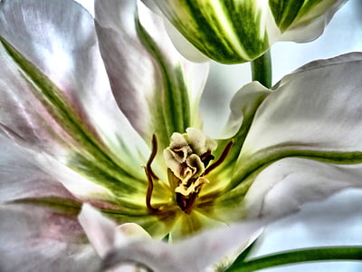 Tulip, alb, închide, până aproape, primavara, parfumat, pistil