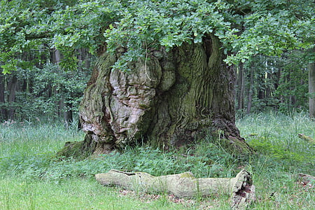 starý dub, dub, staré, kůra, krajina, strom, Příroda