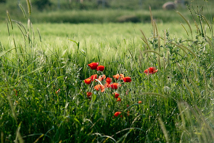 flowers, grass, red, green, nature, poppies, red flowers