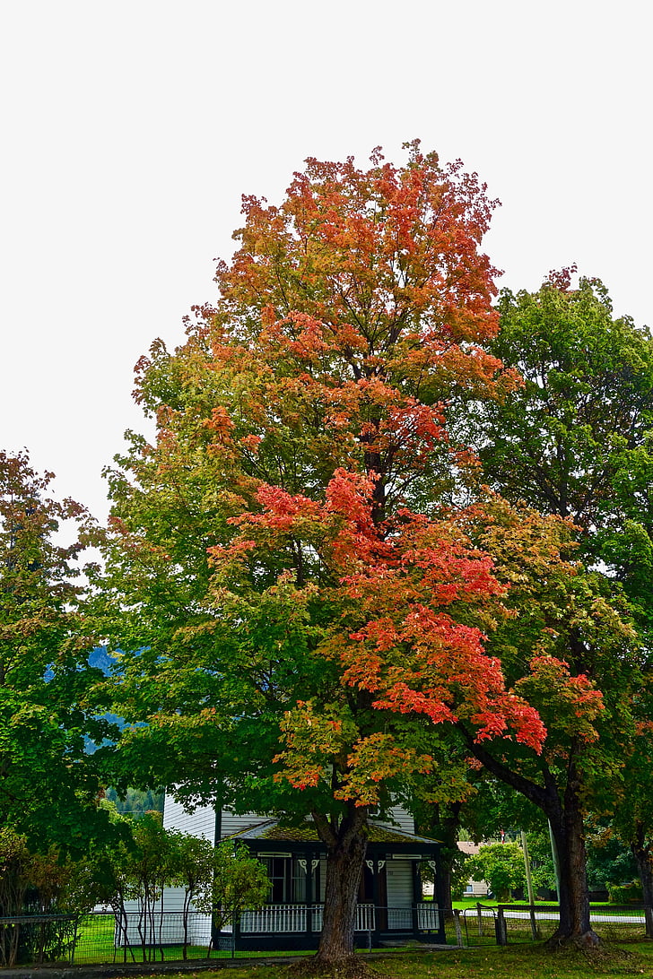 jeseň, zeleň, červená, listy, listnaté, prírodné, ohromujúci