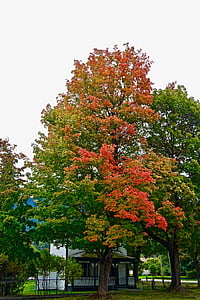 hösten, lövverk, röd, lämnar, lövträd, naturliga, bedövning